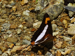 Adelpha pithys