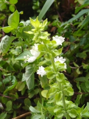 Ocimum basilicum