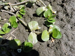 Primulaceae