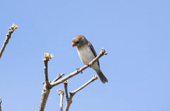 Sporophila albogularis