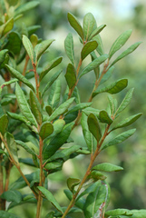 Lyonia ferruginea