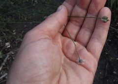 Nigella nigellastrum