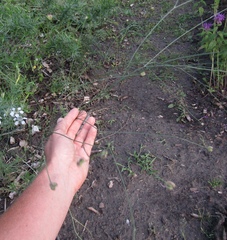 Nigella nigellastrum