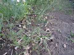 Nigella nigellastrum