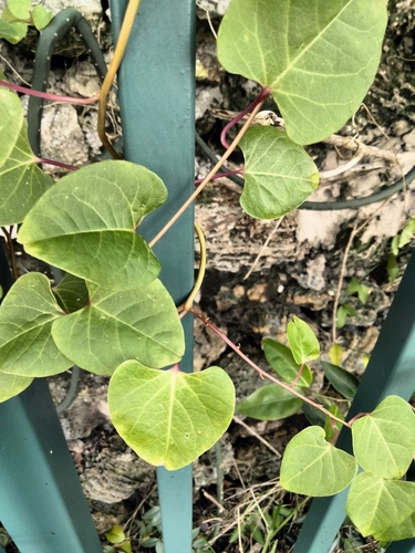 Rockroot (Agdestis clematidea)