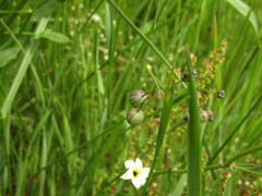Sisyrinchium chilense