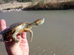 Trachemys gaigeae