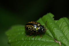 Calligrapha pantherina