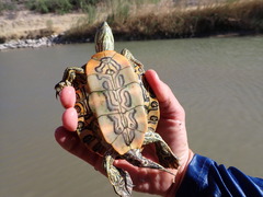 Trachemys gaigeae