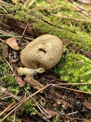 Scleroderma citrinum