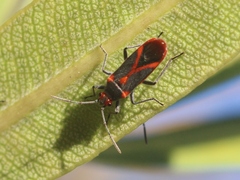 Caenocoris nerii