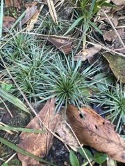 Syngonanthus flavidulus