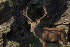 Cervus elaphus elaphus
