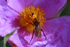 Empis tessellata