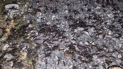 Eciton burchellii parvispinum