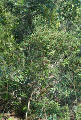 Lyonia ferruginea