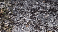 Eciton burchellii parvispinum