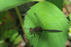 Leucorrhinia