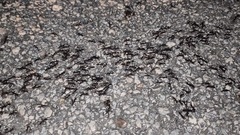Eciton burchellii parvispinum