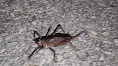 Nesoecia