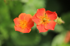Geum coccineum