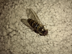 Episyrphus balteatus