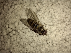 Episyrphus balteatus