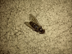 Episyrphus balteatus