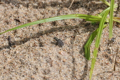 Cicindela duodecimguttata