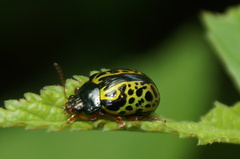 Calligrapha pantherina