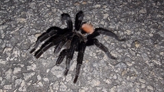 Tliltocatl epicureanus