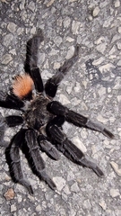 Tliltocatl epicureanus