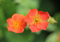 Geum coccineum