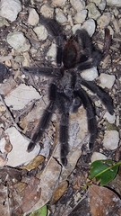 Psalmopoeus