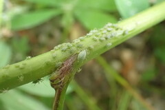 Macrosiphum albifrons
