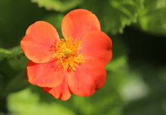 Geum coccineum
