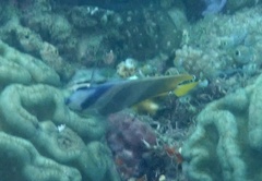 Chaetodon kleinii