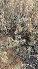 Grusonia