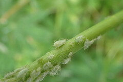 Macrosiphum albifrons