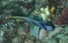 Chaetodon kleinii