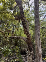 Erythroxylum confusum