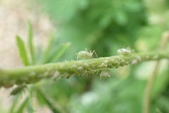 Macrosiphum albifrons