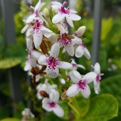 Pseuderanthemum carruthersii