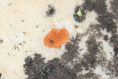 Botrylloides violaceus