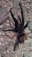 Tliltocatl epicureanus