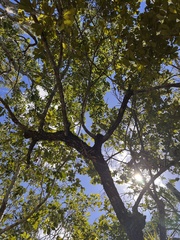 Erythroxylum confusum