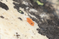 Botrylloides violaceus