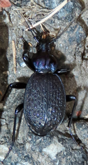 Sphaeroderus schaumii