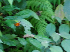 Eueides isabella eva