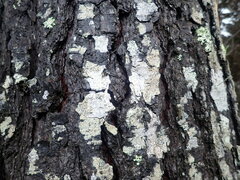 Pertusaria sporellula